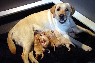 Winter and her pups